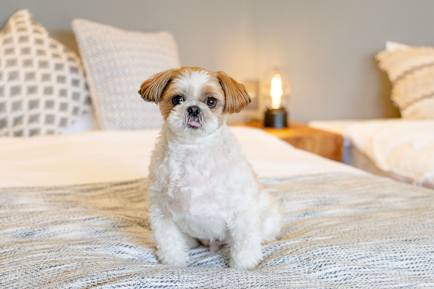 A blissful time sleeping together with your beloved dog.