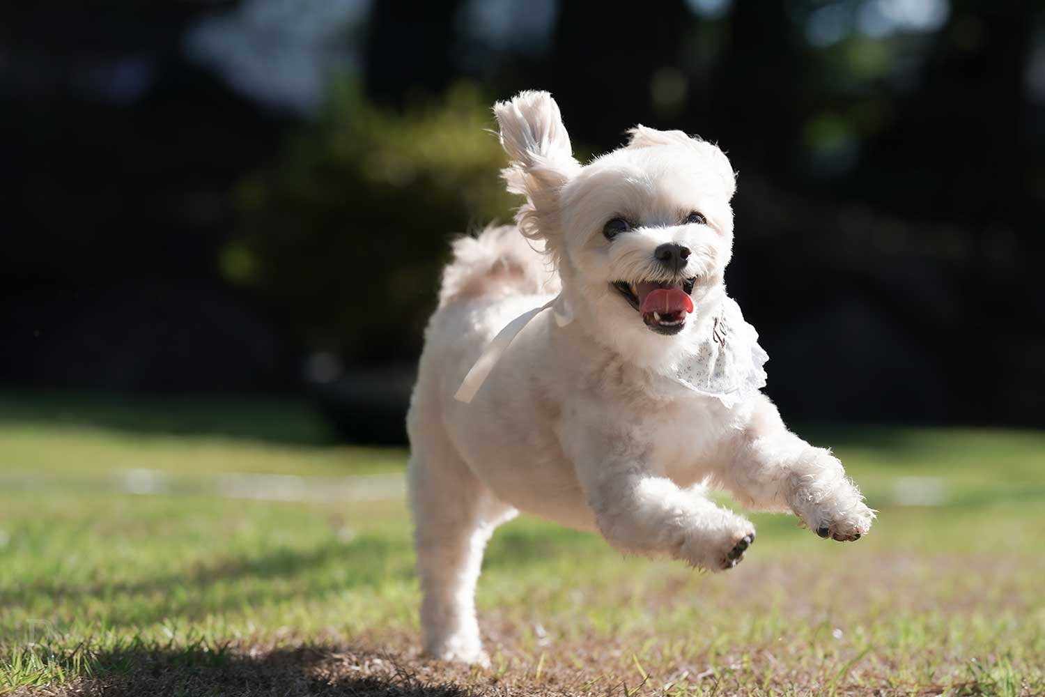 Touring Shiraoka City with Your Dog