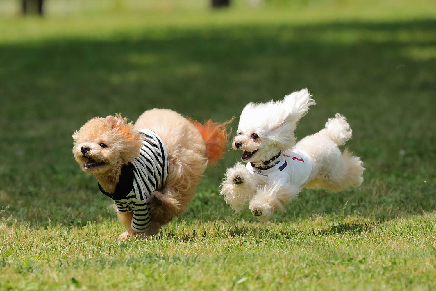 Stay with your dog