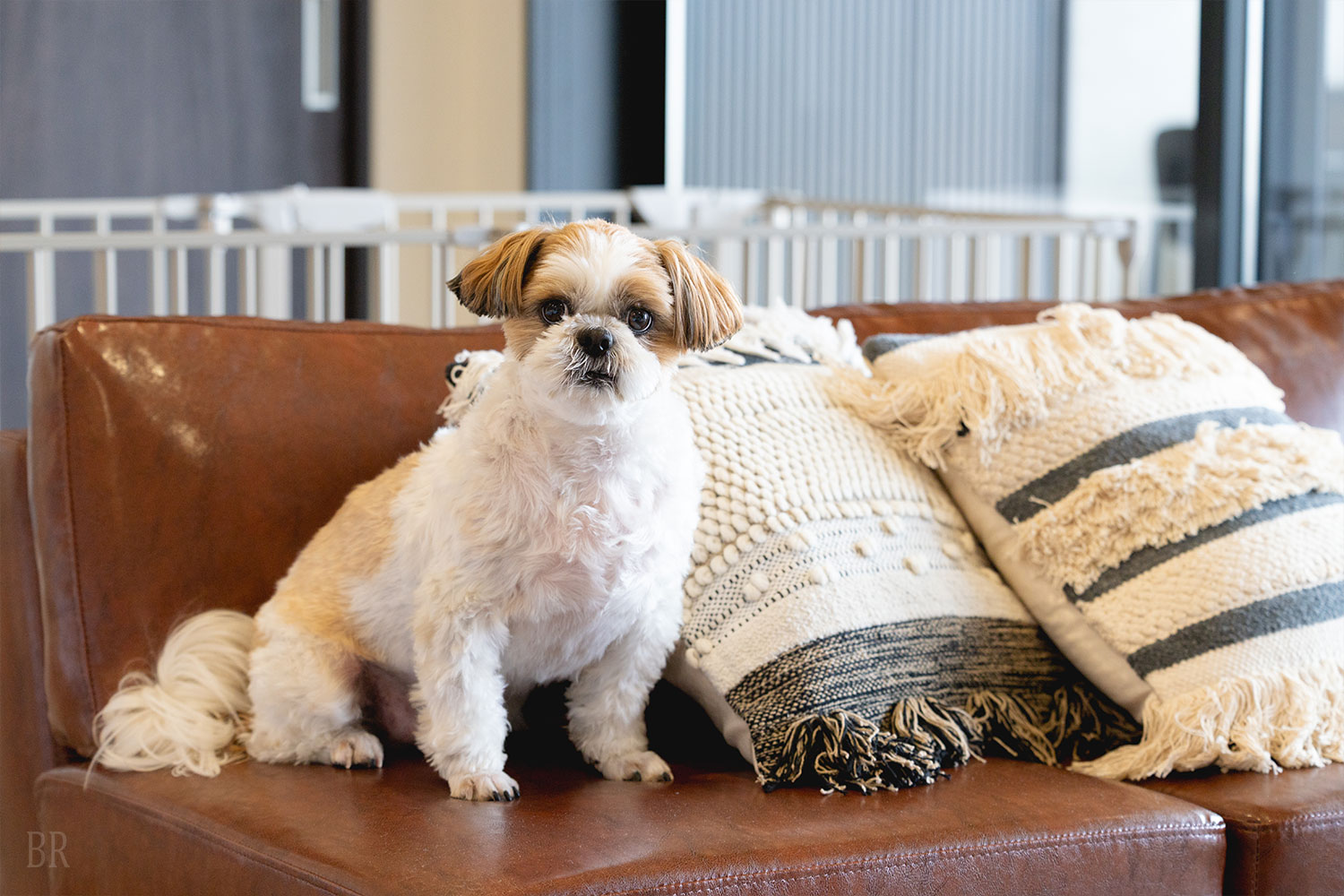 Dog-Friendly Travel Plan